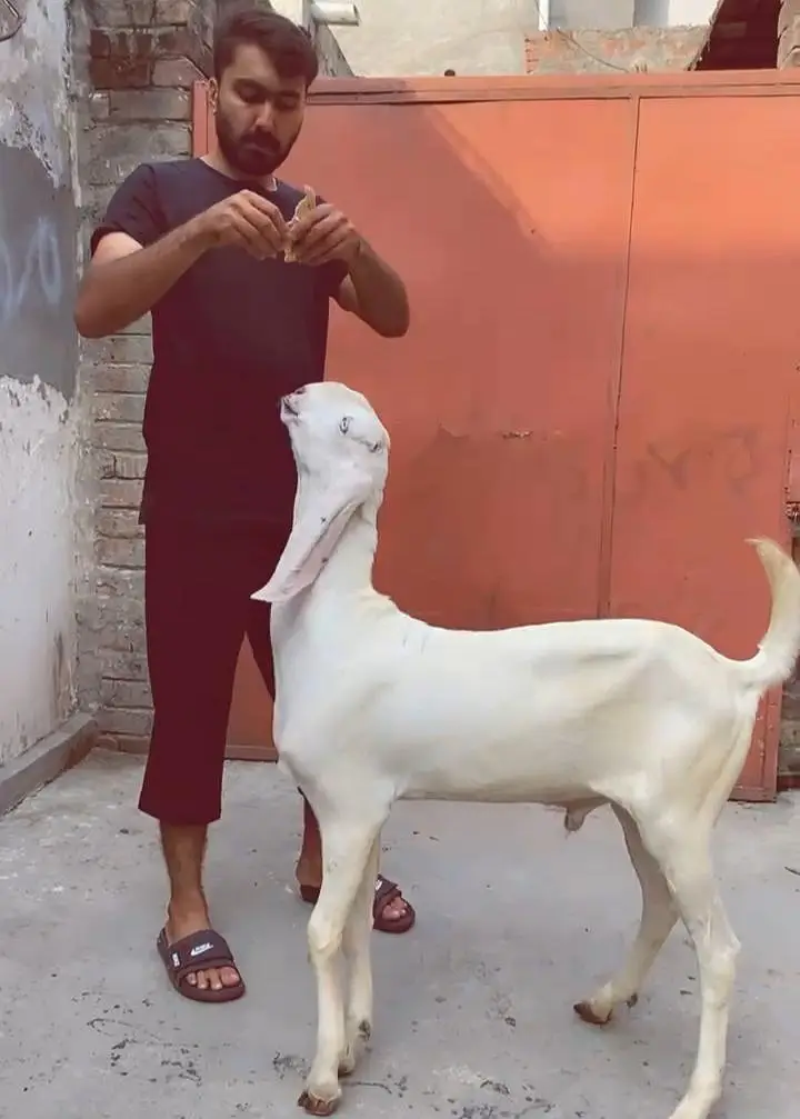 Rajanpuri pure breeder bakra. RHY khan pure beetal bakra for sale. — photo 3