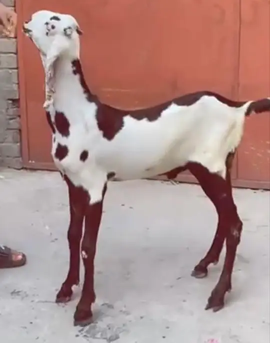 Rajanpuri pure breeder bakra. RHY khan pure beetal bakra for sale. — photo 4