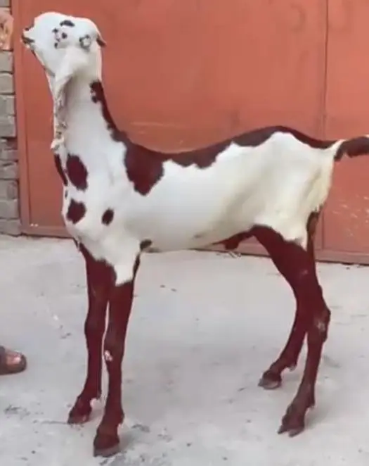 Rajanpuri pure breeder bakra. RHY khan pure beetal bakra for sale. — photo 5