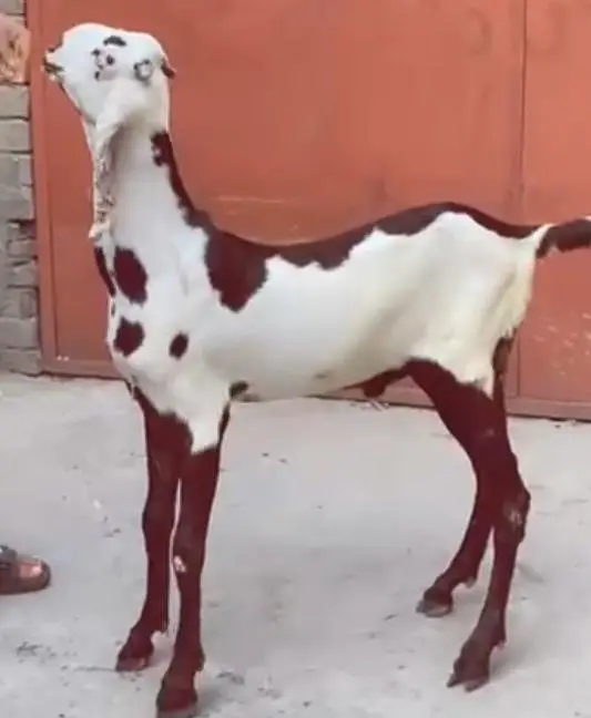 Rajanpuri pure breeder bakra. RHY khan pure beetal bakra for sale. — photo 6
