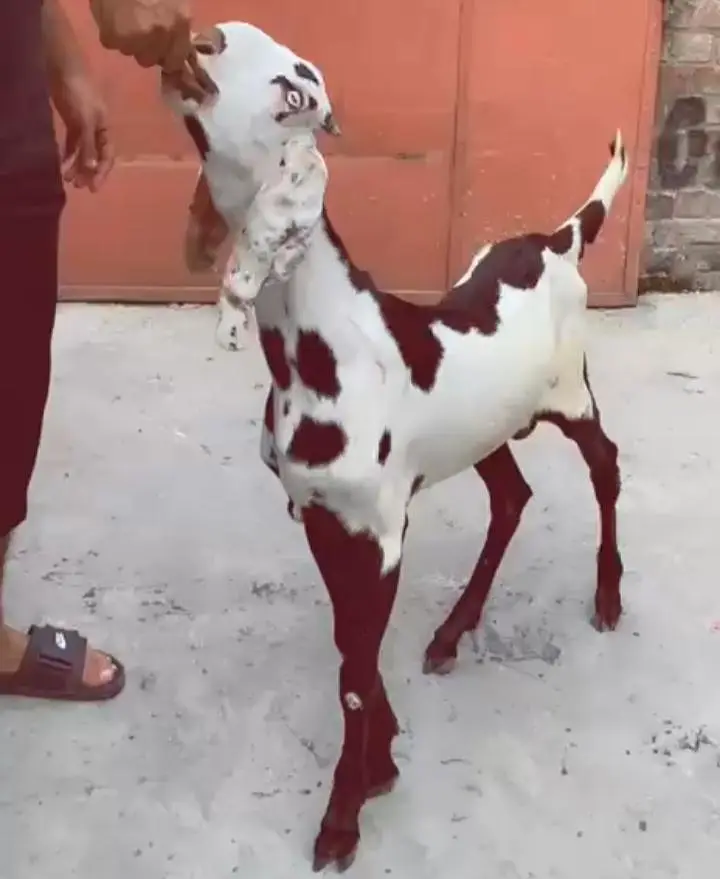 Rajanpuri pure breeder bakra. RHY khan pure beetal bakra for sale. — photo 7