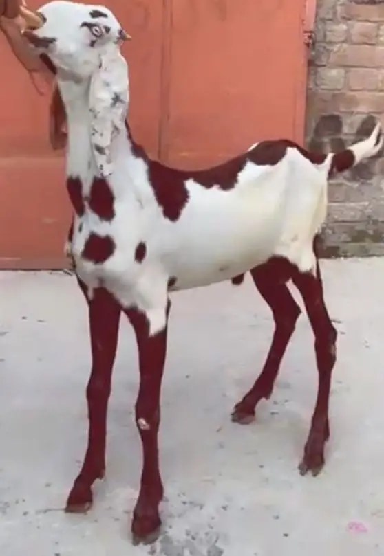 Rajanpuri pure breeder bakra. RHY khan pure beetal bakra for sale. — photo 8