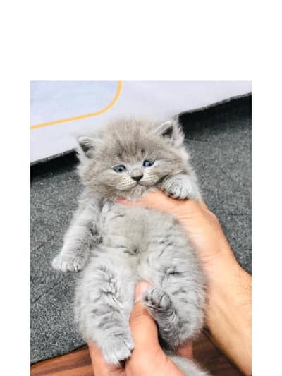 Persian triple coated kittens for sale cash on delivery available hy