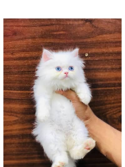 Persian triple coated kittens for sale cash on delivery available hy