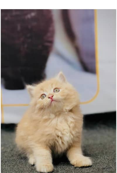Persian triple coated kittens for sale cash on delivery available hy