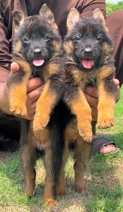 German Shepherd double coat hair for sale03157638088