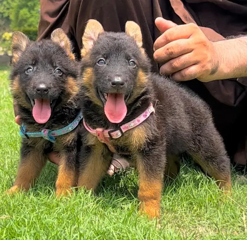 German Shepherd double coat hair for sale03157638088 — photo 2