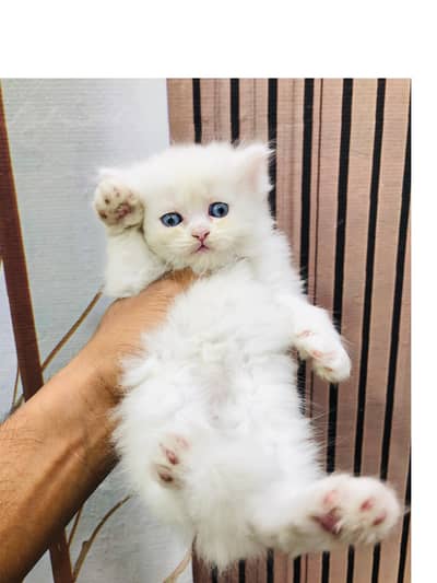 Persian triple coated kittens for sale cash on delivery available hy