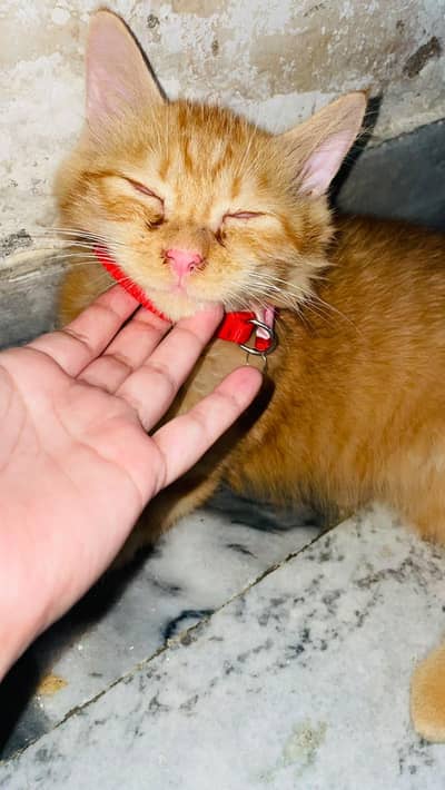 Persian Cat