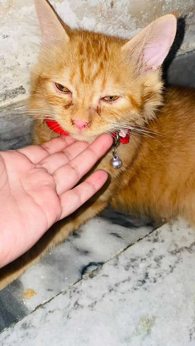 Persian Cat — photo 2