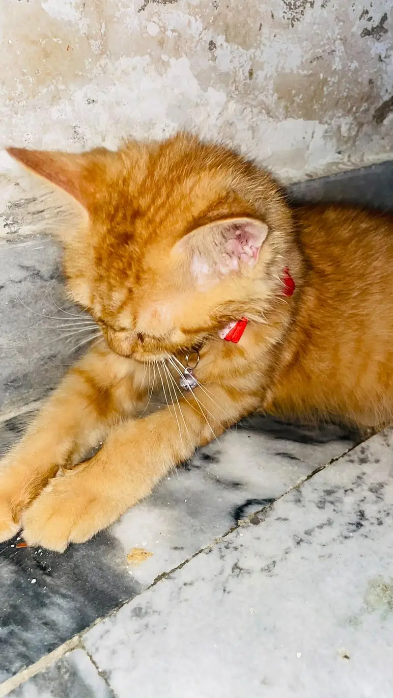 Persian Cat — photo 3