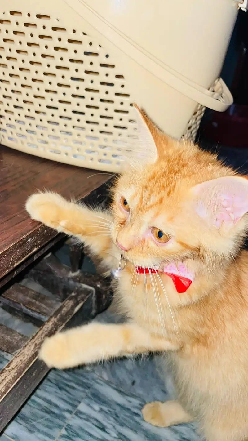 Persian Cat — photo 4