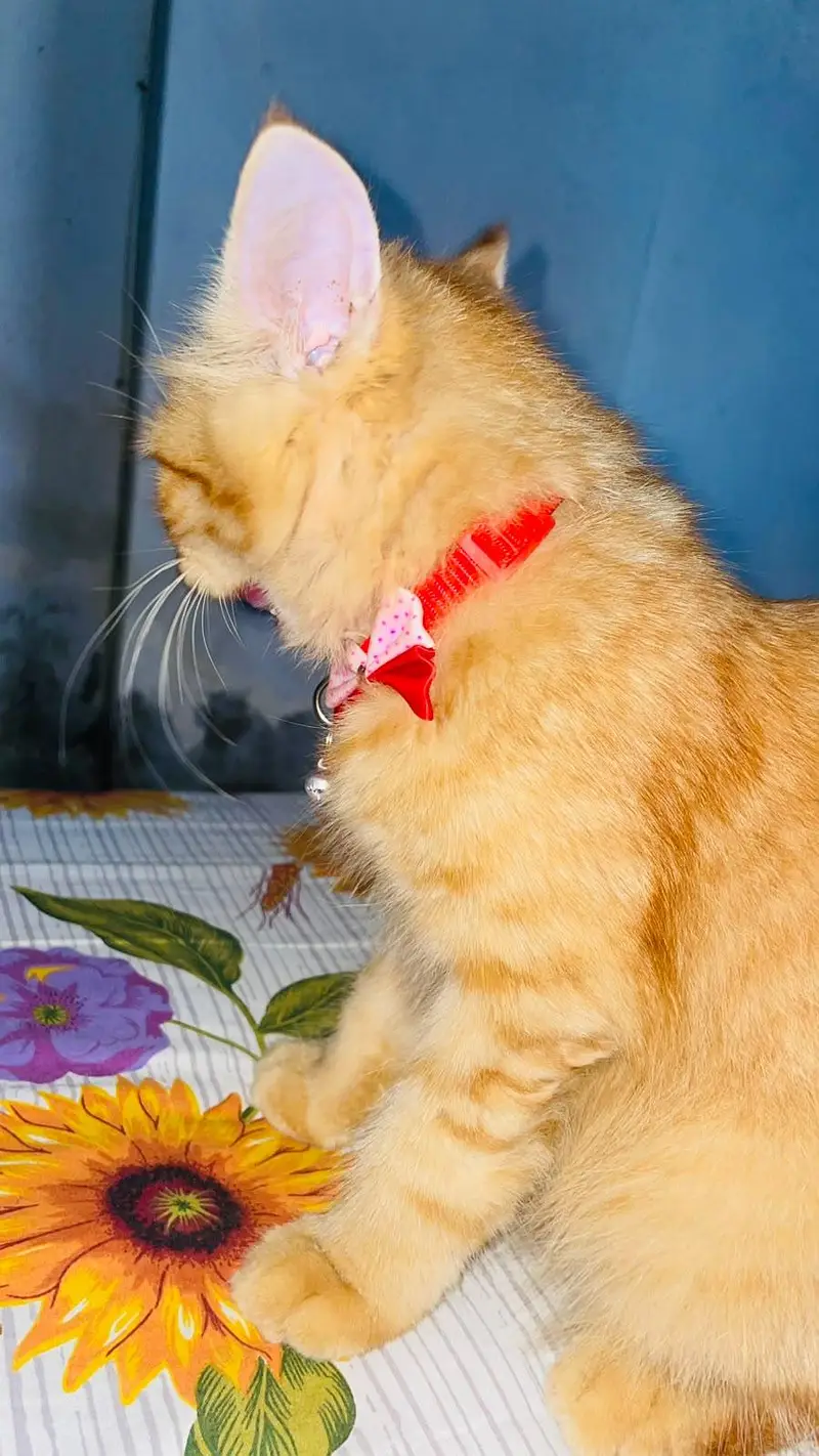 Persian Cat — photo 9