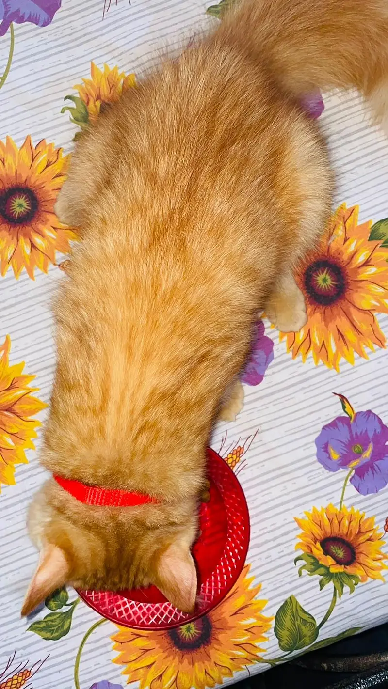 Persian Cat — photo 10