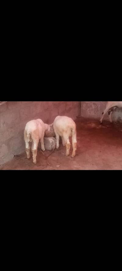VIP nasal sheep best quality