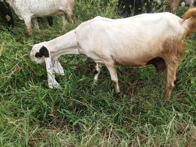 Pregnant goats makhi cheeni, beetal, white ablak top quality goats