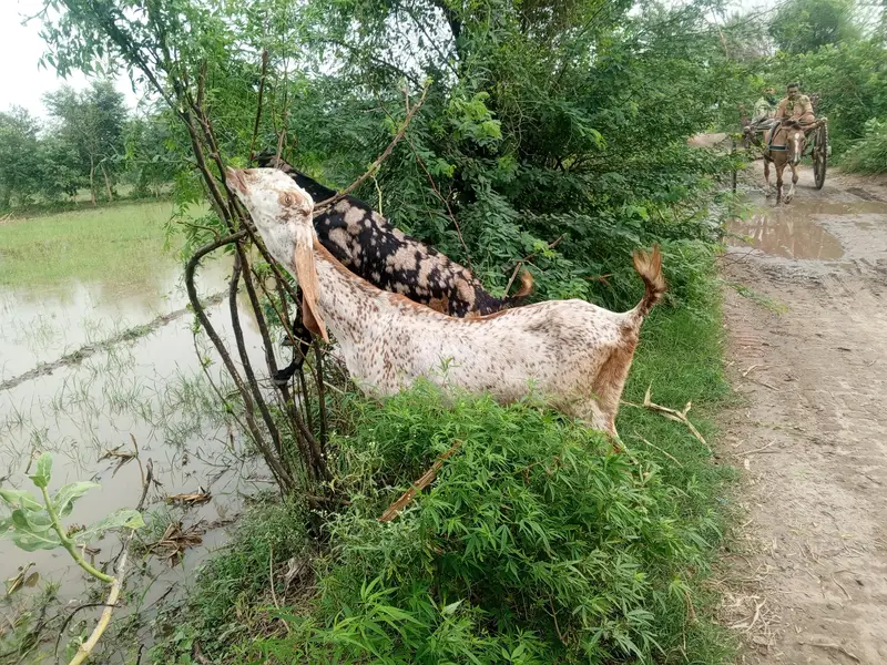 Pregnant goats makhi cheeni, beetal, white ablak top quality goats — photo 2