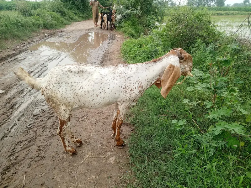 Pregnant goats makhi cheeni, beetal, white ablak top quality goats — photo 3