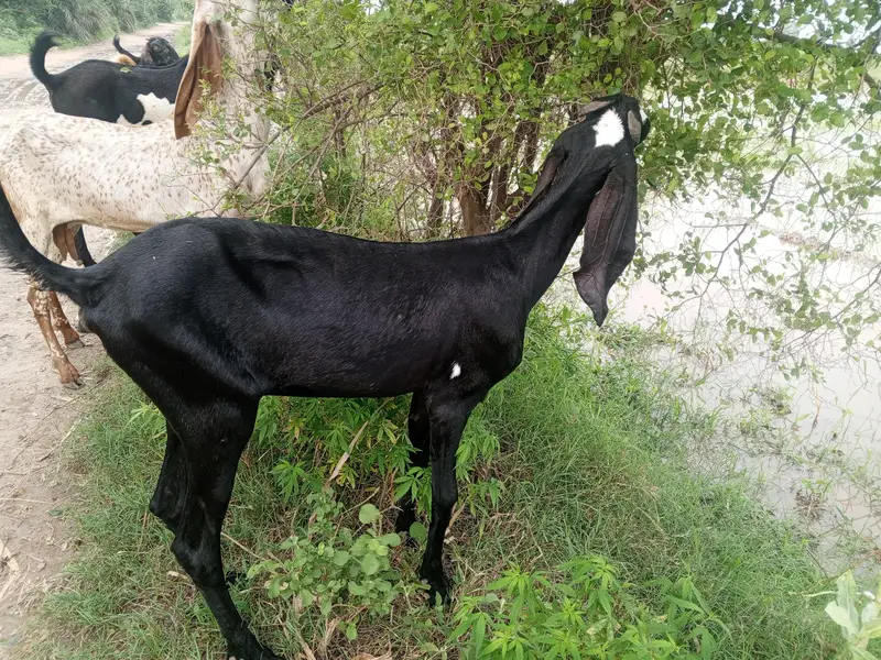 Pregnant goats makhi cheeni, beetal, white ablak top quality goats — photo 4