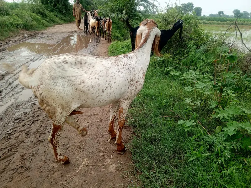 Pregnant goats makhi cheeni, beetal, white ablak top quality goats — photo 5