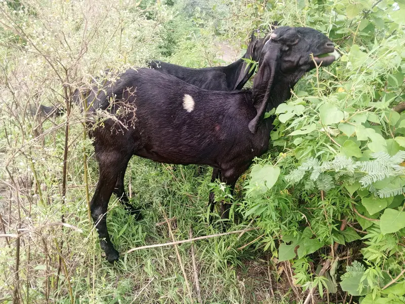 Pregnant goats makhi cheeni, beetal, white ablak top quality goats — photo 6