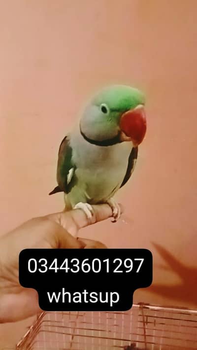 raw kashmeri parrots male for sale