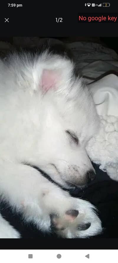 pure female puppy