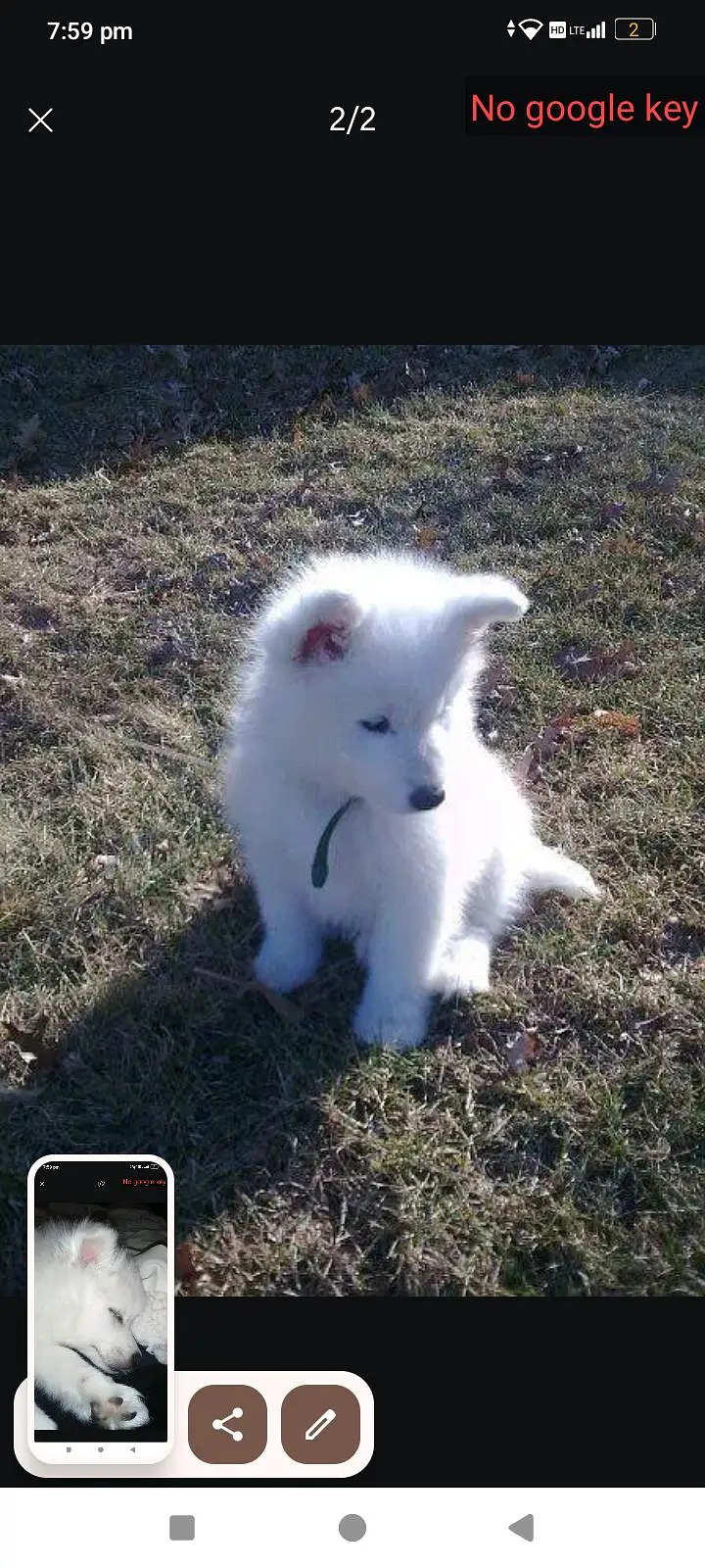 pure female puppy — photo 2