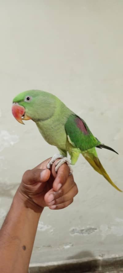 raw parrot
