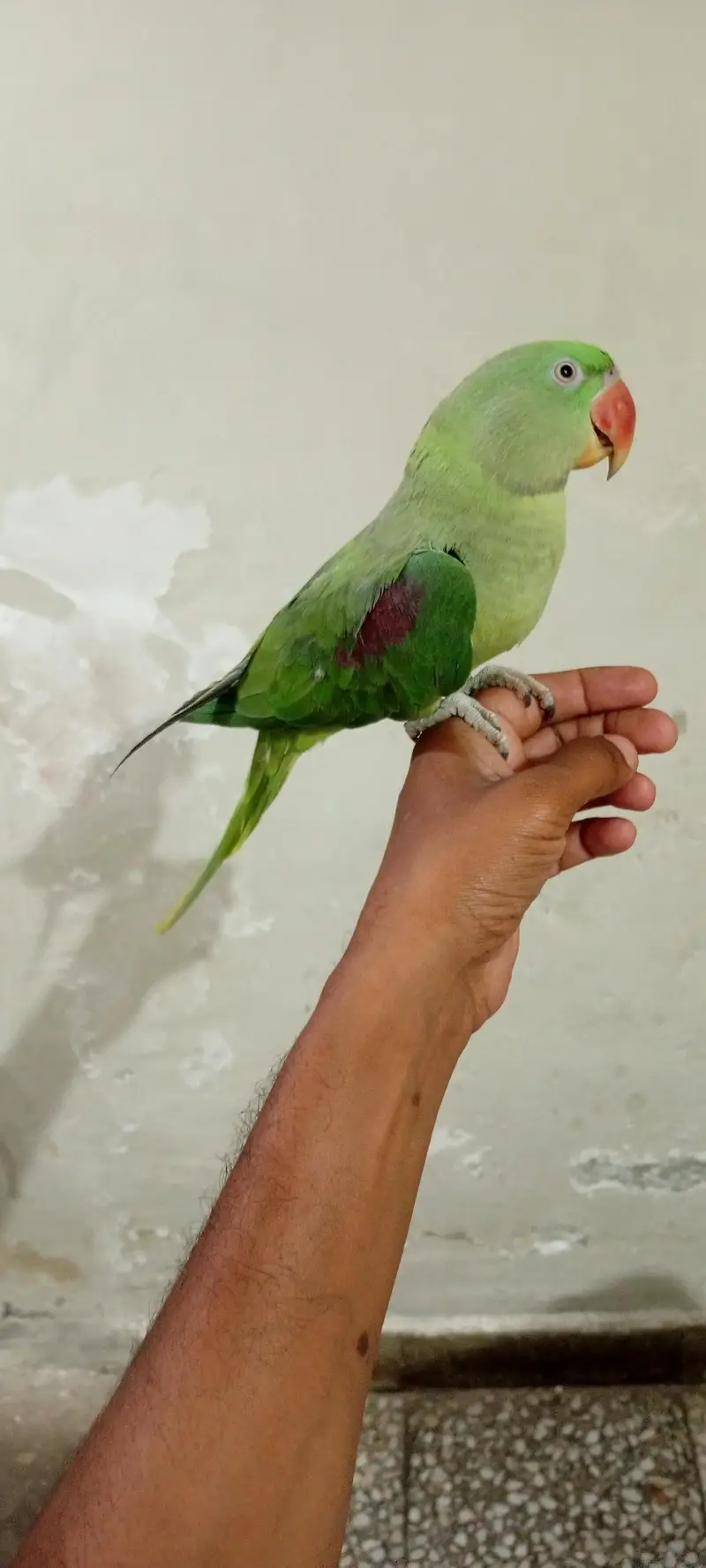 raw parrot — photo 2