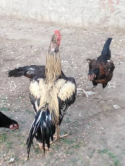 healthy and active 6 female and 1 breeder male. rabta 03035846813