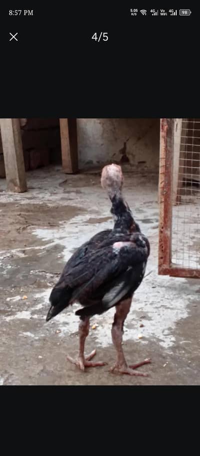 aseel chicks