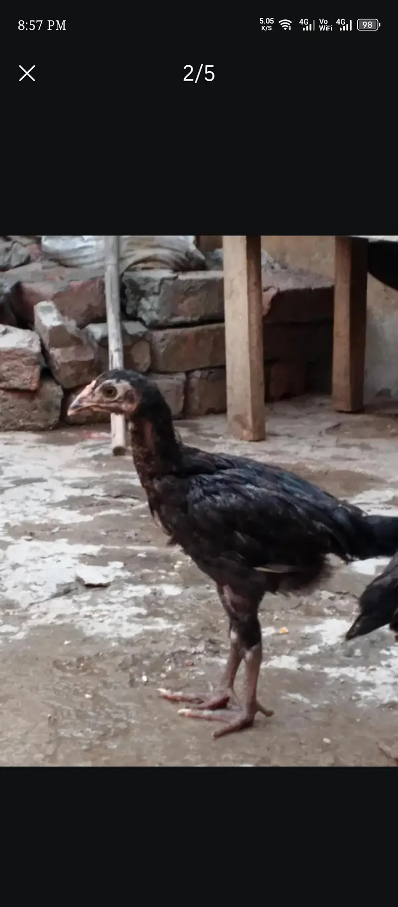 aseel chicks — photo 2
