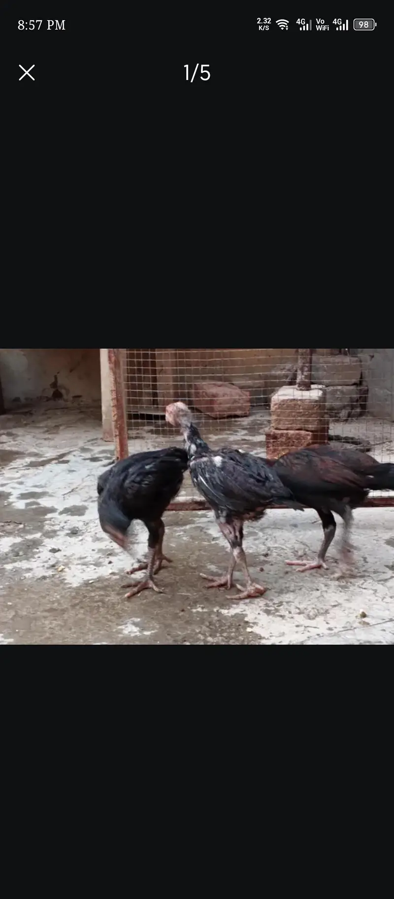 aseel chicks — photo 3