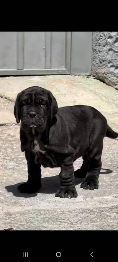 IMPORTED NEAPOLITAN MASTIFF PUPPIES AVAILABLE FOR SALE