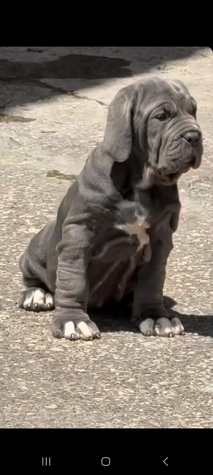 IMPORTED NEAPOLITAN MASTIFF PUPPIES AVAILABLE FOR SALE — photo 2