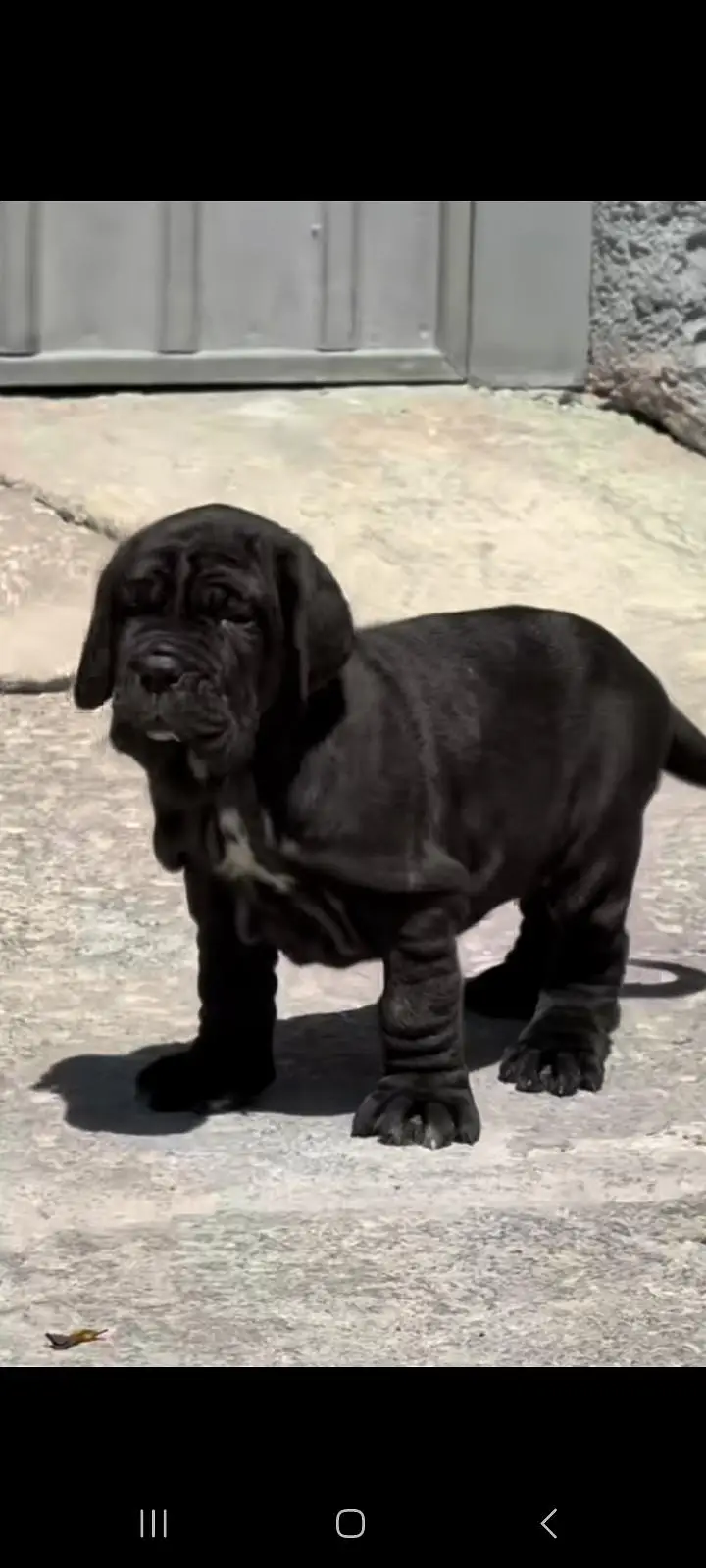IMPORTED NEAPOLITAN MASTIFF PUPPIES AVAILABLE FOR SALE — photo 3