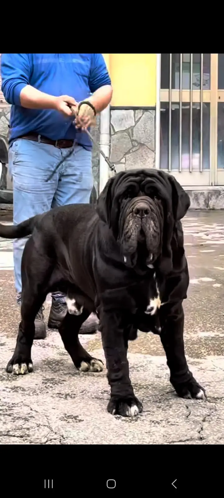 IMPORTED NEAPOLITAN MASTIFF PUPPIES AVAILABLE FOR SALE — photo 4