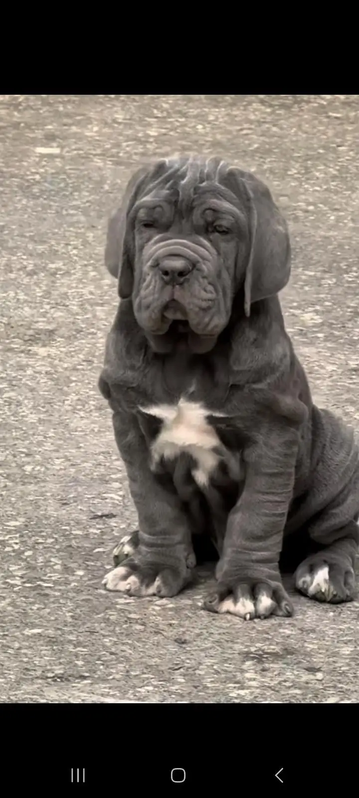 IMPORTED NEAPOLITAN MASTIFF PUPPIES AVAILABLE FOR SALE — photo 5
