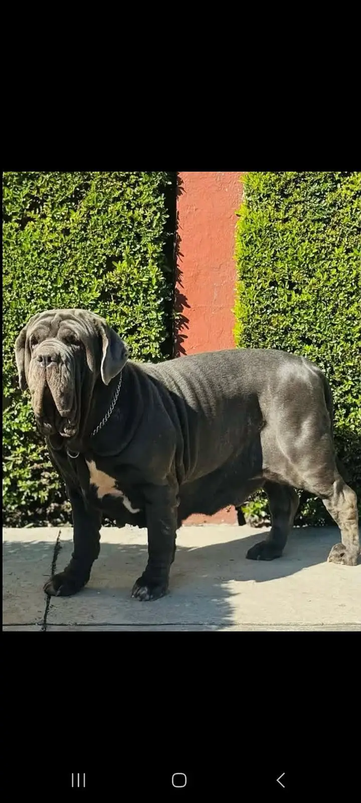 IMPORTED NEAPOLITAN MASTIFF PUPPIES AVAILABLE FOR SALE — photo 6