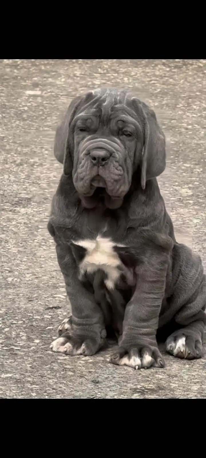 IMPORTED NEAPOLITAN MASTIFF PUPPIES AVAILABLE FOR SALE — photo 7