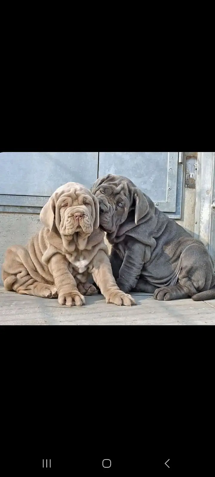IMPORTED NEAPOLITAN MASTIFF PUPPIES AVAILABLE FOR SALE — photo 8