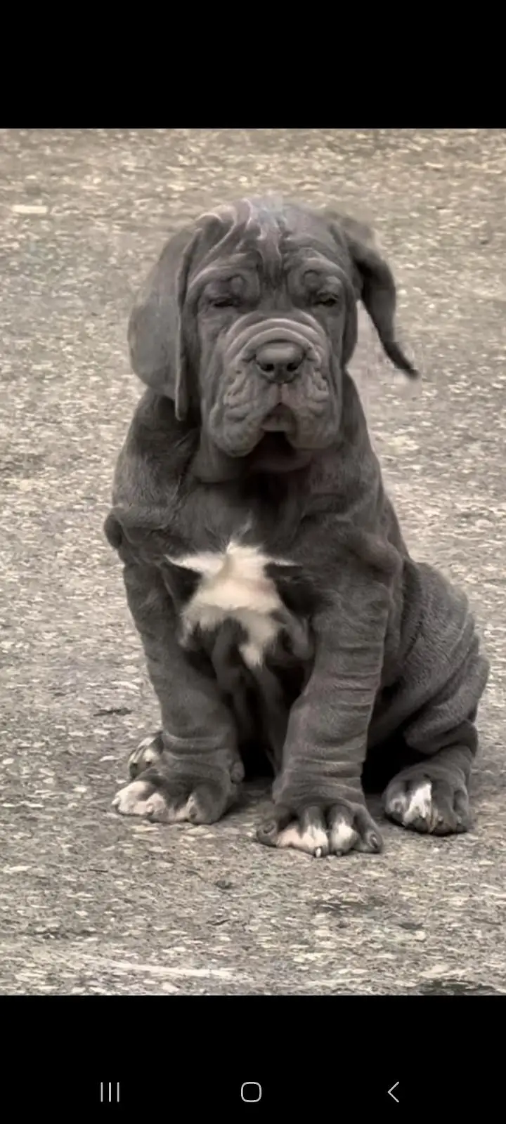 IMPORTED NEAPOLITAN MASTIFF PUPPIES AVAILABLE FOR SALE — photo 9