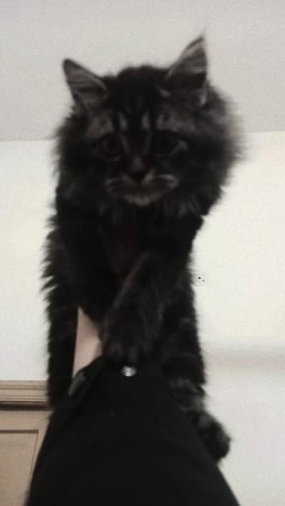 Healthy & Fluffy Persian Mix Kitten for Sale