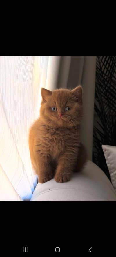 TOP QUALITY BRITISH SHORTHAIR KITTENS AVAILABLE FOR SALE