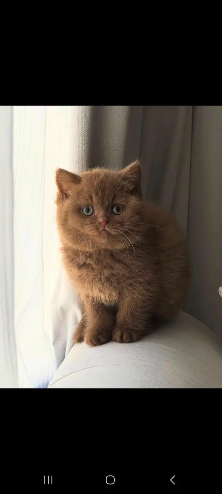 TOP QUALITY BRITISH SHORTHAIR KITTENS AVAILABLE FOR SALE — photo 2