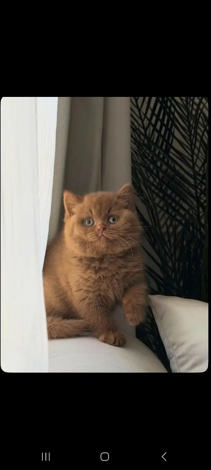TOP QUALITY BRITISH SHORTHAIR KITTENS AVAILABLE FOR SALE — photo 3