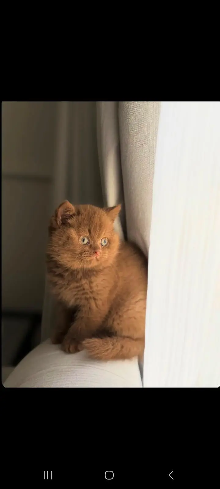 TOP QUALITY BRITISH SHORTHAIR KITTENS AVAILABLE FOR SALE — photo 4