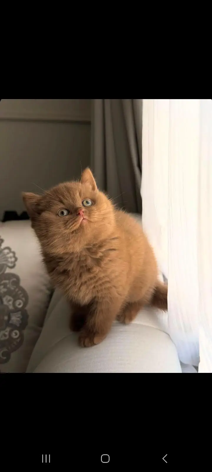TOP QUALITY BRITISH SHORTHAIR KITTENS AVAILABLE FOR SALE — photo 5