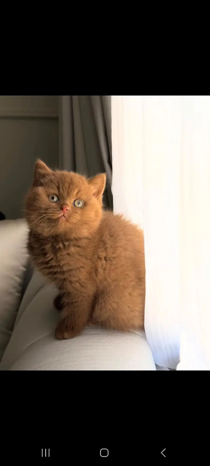 TOP QUALITY BRITISH SHORTHAIR KITTENS AVAILABLE FOR SALE — photo 6